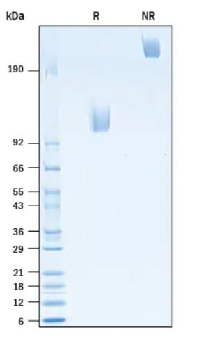 2 μg/lane Protein  was resolved with SDS-PAGE under reducing (R) and non-reducing (NR) conditions and visualized by Coomassie® Blue staining.